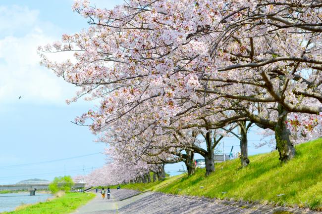 桜１