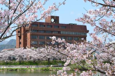 桜2