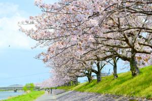 桜１